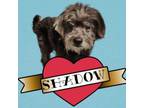 Adopt Shadow a Shih Tzu, Mixed Breed