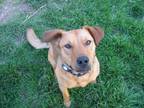 Adopt Rusty a Australian Cattle Dog / Blue Heeler