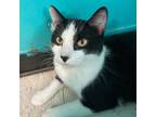 Adopt Gene (bonded with Giselle) a Domestic Short Hair