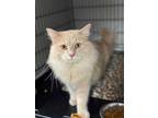 Adopt Niles a Domestic Medium Hair, Domestic Short Hair