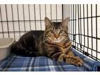 Adopt Luger a Domestic Short Hair