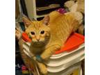 Adopt Linkin Park a Domestic Short Hair