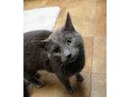 Adopt Tatum a Domestic Short Hair