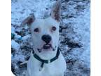 Adopt Jim a Dogo Argentino