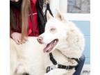 Adopt Tibbs a Siberian Husky