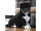 Shiba Inu Puppy for sale in Neosho, MO, USA