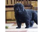 Newfoundland Puppy for sale in Neosho, MO, USA