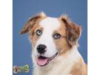 Adopt Squeaks 5085 a Australian Shepherd, Mixed Breed