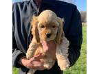 Cocker Spaniel Puppy for sale in Sand Lake, MI, USA