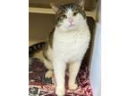 Adopt Rocky a Domestic Short Hair