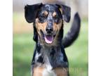 Adopt Ticker a Catahoula Leopard Dog, Labrador Retriever