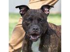 Adopt Marcos a Pit Bull Terrier