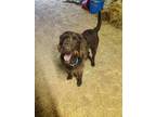 Adopt Hudson a Labradoodle