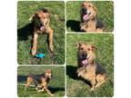 Adopt Lester a Airedale Terrier, Mixed Breed