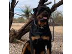 Rottweiler Puppy for sale in Tucson, AZ, USA