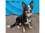 Adopt Boba a Border Collie, Australian Cattle Dog / Blue Heeler