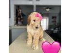 Goldendoodle Puppy for sale in Spring Hill, FL, USA