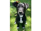 Adopt Montague a Black Labrador Retriever, Border Terrier