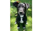 Adopt Montague a Black Labrador Retriever, Terrier