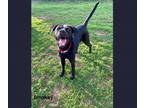 Adopt Smokey a Labrador Retriever, Mixed Breed