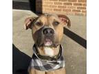 Adopt Kingston (140111) (In A Foster Home) a Pit Bull Terrier, Mixed Breed