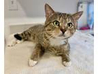 Adopt Paddy a Domestic Short Hair