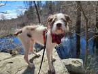Adopt Alfie a Aussiedoodle, American Bully