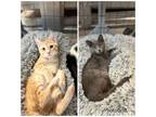 Adopt Phil and Ariel a Domestic Short Hair