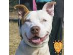 Adopt Saturn a Pit Bull Terrier, Mixed Breed