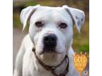 Adopt Monet a Pit Bull Terrier, Mixed Breed