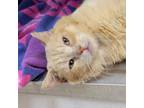 Adopt Rice-a-Roni a Domestic Short Hair