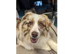 Adopt Darwin a Australian Shepherd