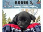 Adopt Bruin a German Shepherd Dog