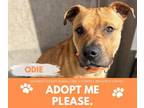 Adopt ODIE a Pit Bull Terrier, Mixed Breed