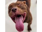 Adopt Fudge a American Staffordshire Terrier