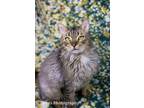 Adopt Toast a Domestic Medium Hair