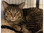 Adopt Pierre a Domestic Short Hair