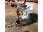 Adopt Chet a Domestic Short Hair