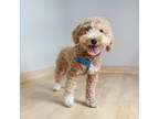 Adopt Snicker D15658: No Longer Accepting Applications a Poodle