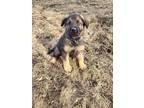 Adopt Alfredo a German Shepherd Dog, Mixed Breed