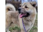 Adopt Stud Muffin a Akita, Chow Chow