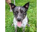 Adopt Prince a Mixed Breed