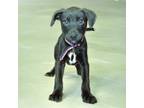 Adopt ORCA a Labrador Retriever, Mixed Breed