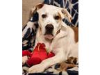 Adopt Johnny a Hound, Great Pyrenees