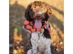 Adopt NIKO #20037906 MO a Brittany Spaniel, Poodle