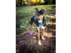 Adopt Rex a German Shepherd Dog, Mixed Breed