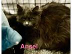Adopt Anzel *** Working Cat*** a Maine Coon