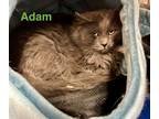 Adopt Adam ***Working Cat**** a Maine Coon