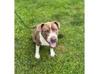 Adopt ODDIE a Pit Bull Terrier