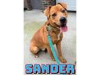 Adopt Sander a Hound, Mixed Breed